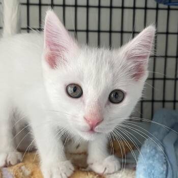 Aioli -  Domestic Short Hair Cat for Adoption in Chicago, Illinois - Aioli | PetCurious