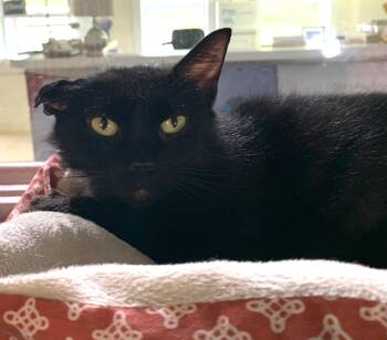 Vivian SPONSORED -  Domestic Short Hair Cat Available for Adoption in Massena, New York - Vivian SPONSORED | PetCurious