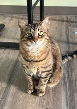 Howie -  Tabby and Domestic Short Hair Cat for Adoption in Lombard, Illinois - Howie | PetCurious