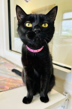 Rescue Domestic Short Hair Cats for Adoption in Fremont, Ohio - Amity | PetCurious