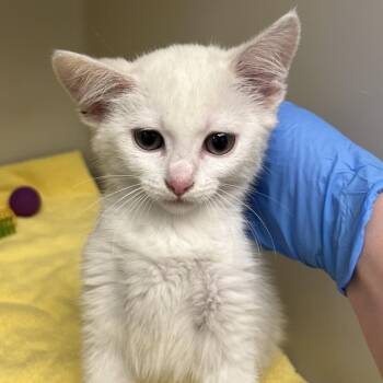71404 -  Domestic Short Hair Cat for Adoption in Harrisonburg, Virginia - 71404 | PetCurious