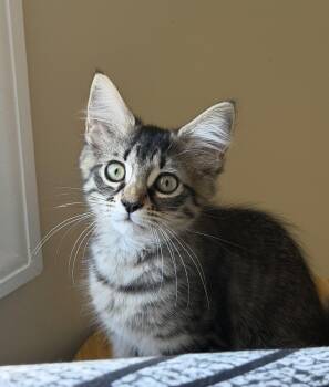 Lita -  Domestic Short Hair Cat for Adoption in Duluth, Georgia - Lita | PetCurious
