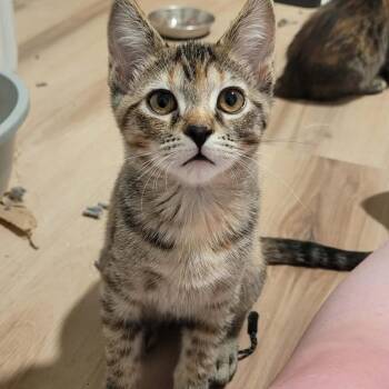 Echo Knight -  Domestic Short Hair Cat for Adoption in Eagle Mountain, Utah - Echo Knight | PetCurious