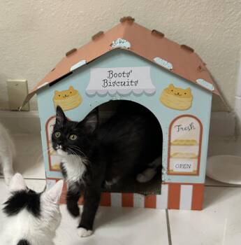 Sundae & Cookie -  Tuxedo and Domestic Medium Hair Cat for Adoption in Walnut Creek, California - Sundae & Cookie | PetCurious