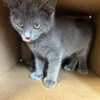 American Shorthair Cats Available for Adoption - LAVERNE | PetCurious