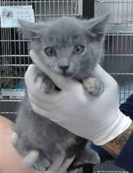 SAGE -  Domestic Short Hair Cat for Adoption in Salinas, California - SAGE | PetCurious