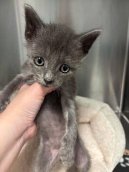 Tinman -  Domestic Short Hair Cat for Adoption in Bloomington, Indiana - Tinman | PetCurious