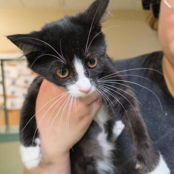 Smith 2 -  American Shorthair Cat for Adoption in Melrose, Florida - Smith 2 | PetCurious