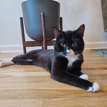 Rescue Domestic Short Hair Cats for Adoption - North Dakota | PetCurious