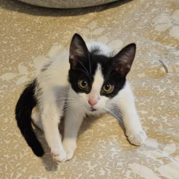 Janey -  Domestic Short Hair Cat for Adoption in Traverse City, Michigan - Janey | PetCurious