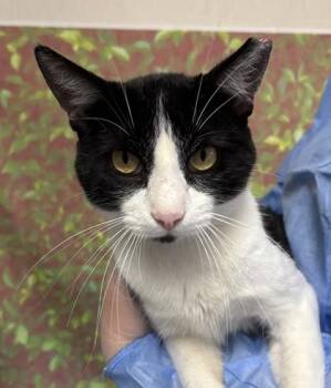 Barrows -  Domestic Short Hair Cat for Adoption in San Antonio, Texas - Barrows | PetCurious