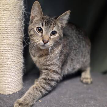 Caboose -  Domestic Short Hair Cat for Adoption in Lowell, Arkansas - Caboose | PetCurious