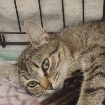 Rescue Domestic Short Hair Cats for Adoption in Wappingers Falls, New York - Margo | PetCurious