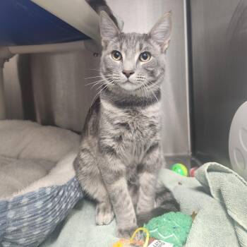 Snuffleupagus -  Domestic Short Hair Cat for Adoption in Fort Wayne, Indiana - Snuffleupagus | PetCurious