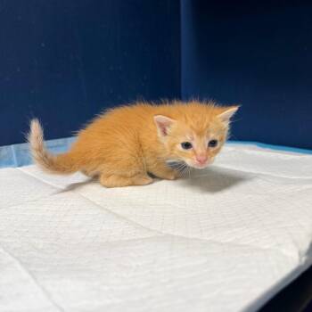 Buttercups -  Domestic Short Hair Cat for Adoption in Philadelphia, Pennsylvania - Buttercups | PetCurious