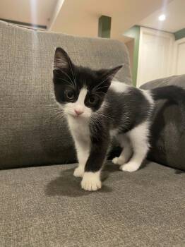 John -  Domestic Short Hair Cat for Adoption in Hamilton, Ontario - John | PetCurious