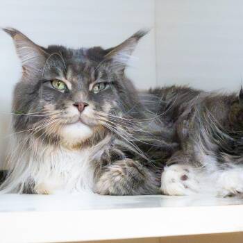 Maine Coon Cats Available for Adoption in South Elgin, Illinois - Asad | PetCurious