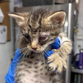 Penelope -  Domestic Short Hair Cat for Adoption in Edinburg, Texas - Penelope | PetCurious