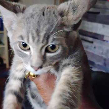 One Hit Wonder -  American Shorthair Cat for Adoption in Greensboro, North Carolina - One Hit Wonder | PetCurious