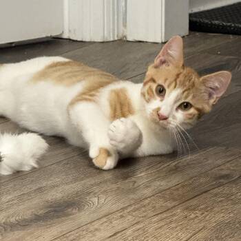 Jack -  Domestic Short Hair Cat for Adoption in Cranford, New Jersey - Jack | PetCurious