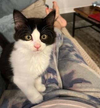 Rescue Domestic Medium Hair Cats for Adoption - Tosh (w/ Mac Sophie