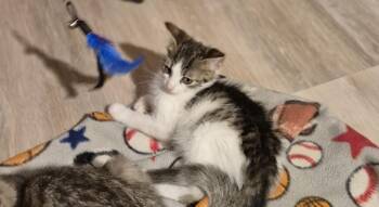 Jose -  Domestic Short Hair Cat for Adoption in South Bend, Indiana - Jose | PetCurious