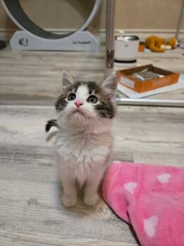 Domestic Long Hair Cats Available for Adoption in Los Angeles, California - Mack | PetCurious