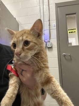 Dodge -  Domestic Medium Hair Cat for Adoption in Redmond, Oregon - Dodge | PetCurious