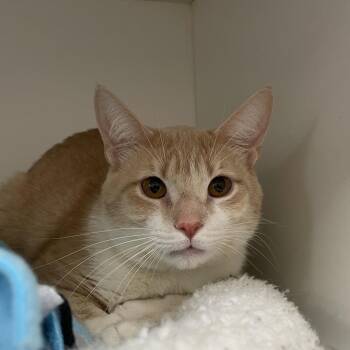 Domestic Short Hair Cats Available for Adoption in Downers Grove, Illinois - Lee | PetCurious