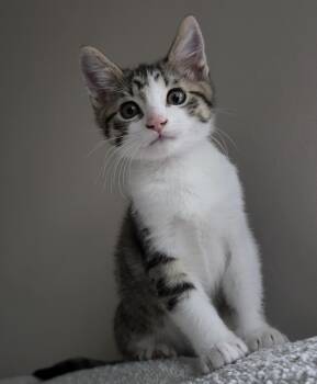 Grant -  Domestic Short Hair Cat for Adoption in West Hollywood, California - Grant | PetCurious