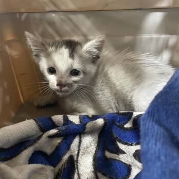 Caspian -  Domestic Short Hair Cat for Adoption in Long Beach, California - Caspian | PetCurious