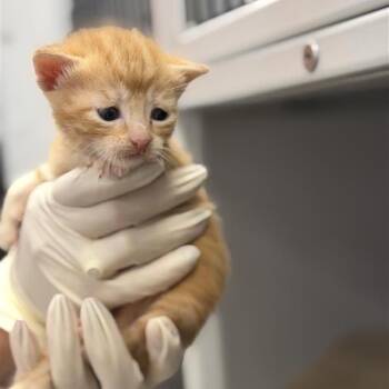Brie -  Domestic Short Hair Cat for Adoption in Houston, Texas - Brie | PetCurious