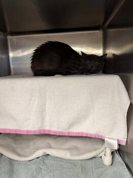 MISS KITTY -  Domestic Short Hair Cat for Adoption in Omaha, Nebraska - MISS KITTY | PetCurious