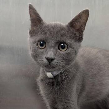 Trout -  Domestic Short Hair Cat for Adoption in Long Beach, California - Trout | PetCurious