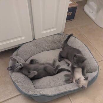 Porter -  Domestic Short Hair Cat for Adoption in Lincoln, California - Porter | PetCurious