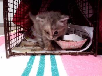 A1048322 -  Domestic Medium Hair Cat for Adoption in Martinez, California - A1048322 | PetCurious