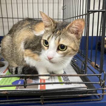 Sophie -  Domestic Short Hair Cat for Adoption in Galveston, Texas - Sophie | PetCurious