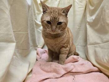Domestic Short Hair Cats Available for Adoption - JACK | PetCurious