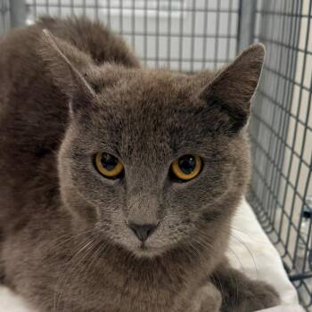 Domestic Short Hair Cats Available for Adoption in Las Cruces, New Mexico - 106068 | PetCurious