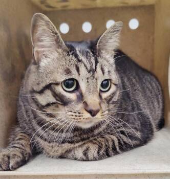 KitKat -  Domestic Short Hair Cat for Adoption in Fruit Heights, Utah - KitKat | PetCurious