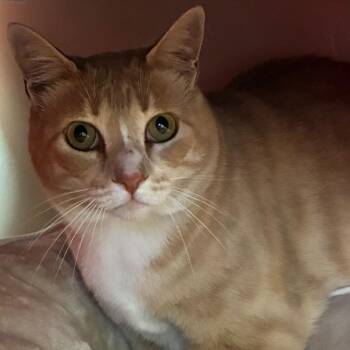 Dr. Carrot Carrotton -  Domestic Short Hair Cat for Adoption in Goleta, California - Dr. Carrot Carrotton | PetCurious