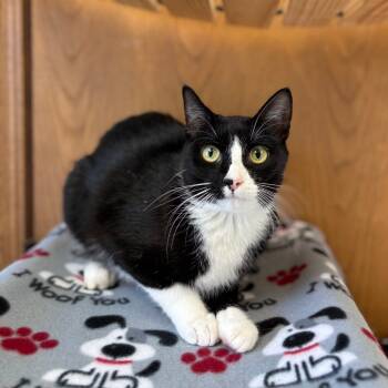Rescue Domestic Short Hair Cats for Adoption in Fargo, North Dakota - Mariel--In Foster | PetCurious