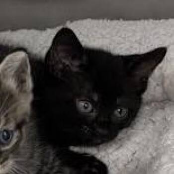Unseen Beauty 6 -  Domestic Short Hair Cat for Adoption in Austin, Texas - Unseen Beauty 6 | PetCurious