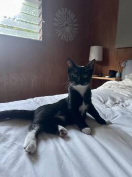 Rescue Domestic Short Hair Cats for Adoption in Los Angeles, California - Oso | PetCurious