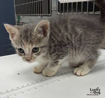Gidget -  Domestic Short Hair Cat for Adoption in Washington, District Of Columbia - Gidget | PetCurious