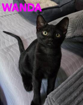 Comedy Club - Wanda -  Domestic Short Hair Cat for Adoption in Leesburg, Virginia - Comedy Club - Wanda | PetCurious