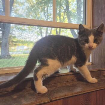 Sasquatch -  Domestic Short Hair Cat for Adoption in Traverse City, Michigan - Sasquatch | PetCurious