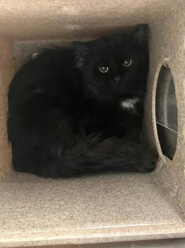 Merlin -  Domestic Long Hair Cat for Adoption in Kenai, Alaska - Merlin | PetCurious