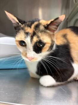 Porter Cat 2 -  Domestic Short Hair Cat for Adoption in Morgantown, Kentucky - Porter Cat 2 | PetCurious