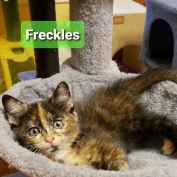 Freckles -  Domestic Short Hair Cat for Adoption in Carmel, Indiana - Freckles | PetCurious